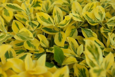 Beautiful winter creeper with bright leaves as background, closeup. Gardening concept