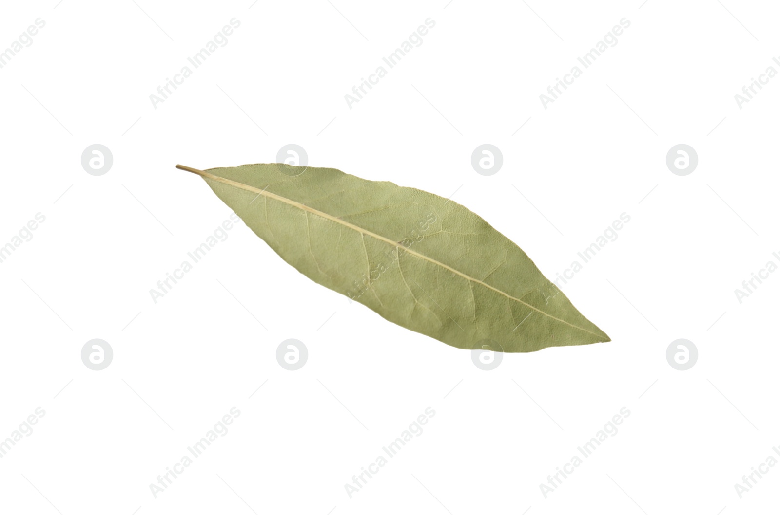 Photo of One aromatic bay leaf isolated on white