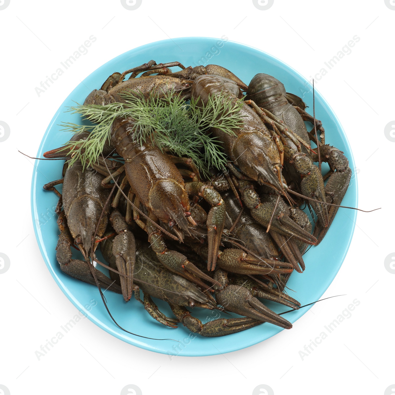 Photo of Fresh raw crayfishes with dill on white background, top view