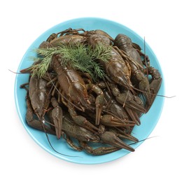 Photo of Fresh raw crayfishes with dill on white background, top view
