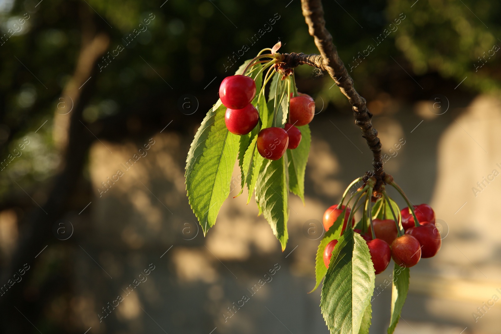 Photo of Cherry tree with green leaves and unripe berries growing outdoors, closeup. Space for text