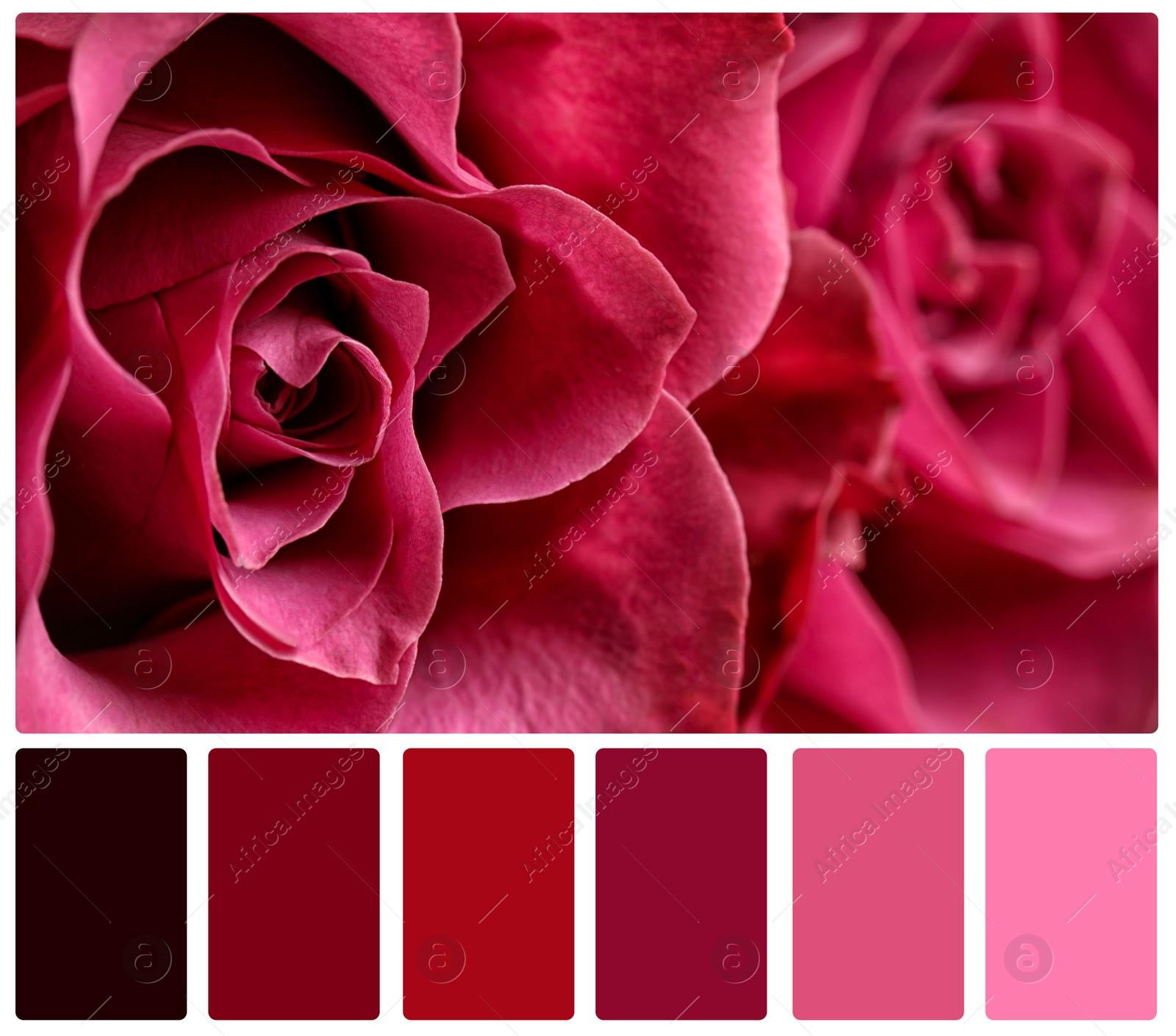 Image of Beautiful fresh roses and color palette. Collage