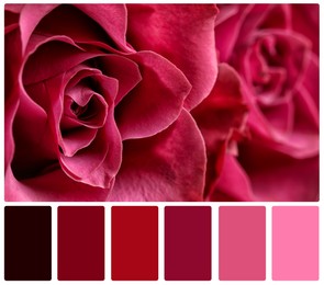 Image of Beautiful fresh roses and color palette. Collage