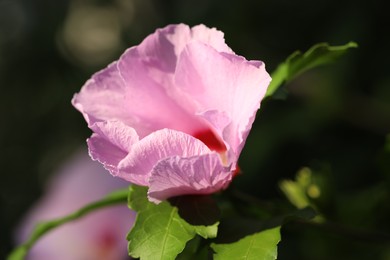 Photo of Beautiful pink hibiscus flower growing outdoors, closeup