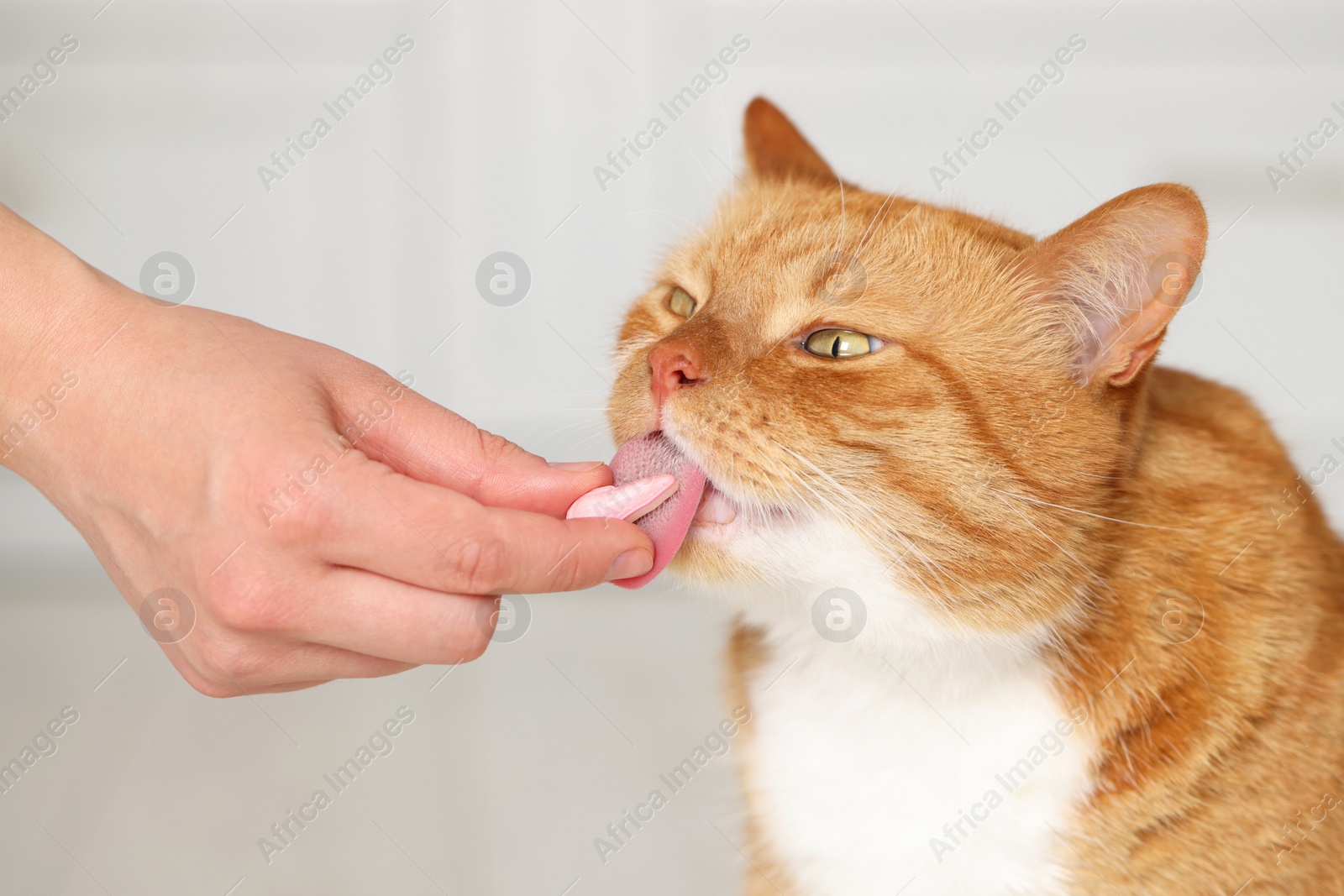 Photo of Woman giving vitamin pill to cute cat indoors, closeup