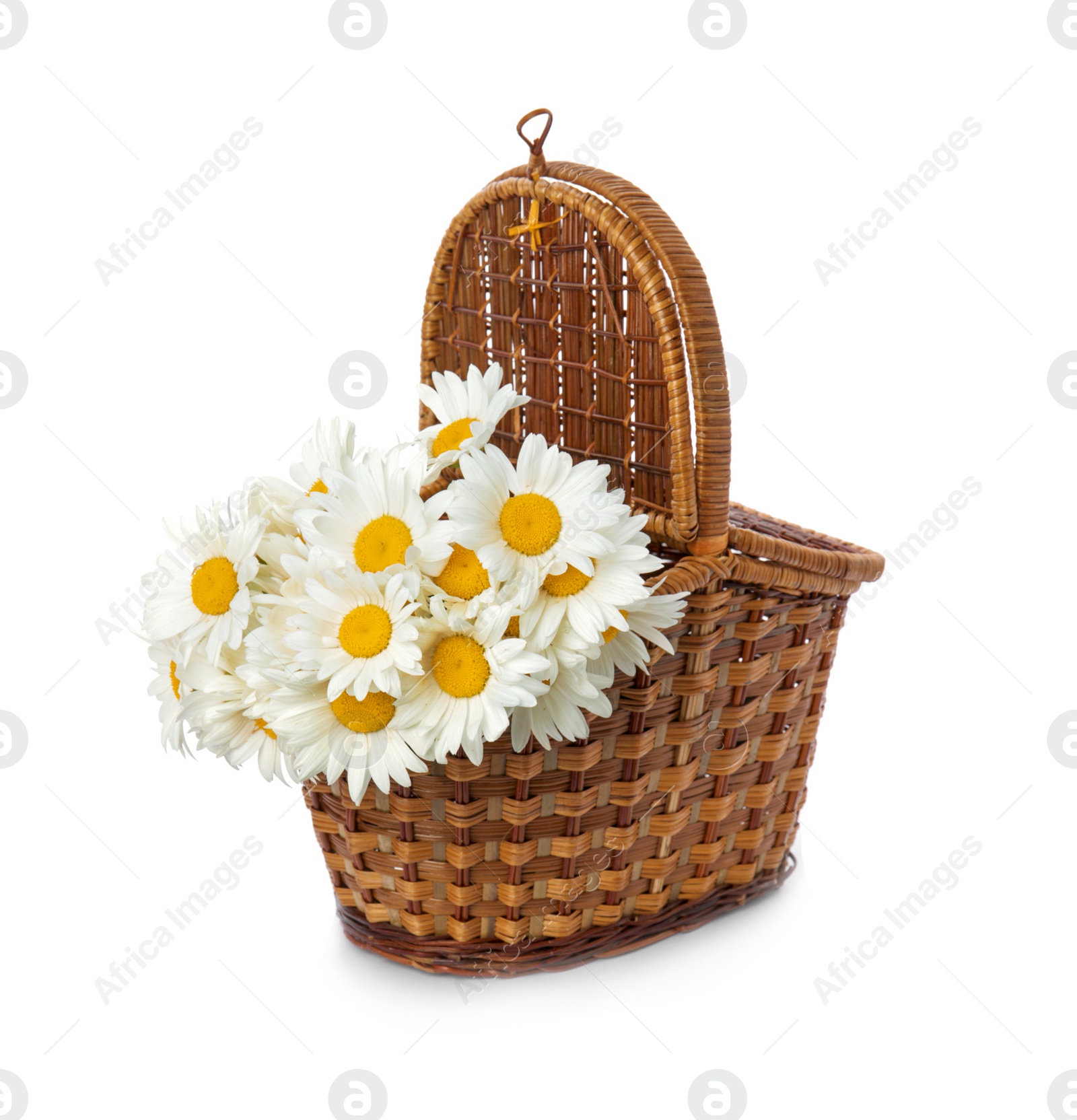 Photo of Wicker basket with beautiful chamomile flowers on white background