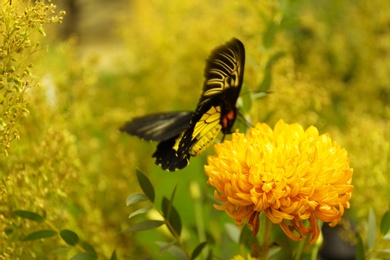 Photo of Beautiful common Birdwing butterfly on flower outdoors