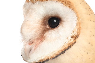 Photo of Beautiful common barn owl on white background, closeup