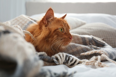 Adorable red cat under plaid. Cozy winter