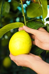 Photo of Woman picking ripe lemon from branch outdoors, closeup