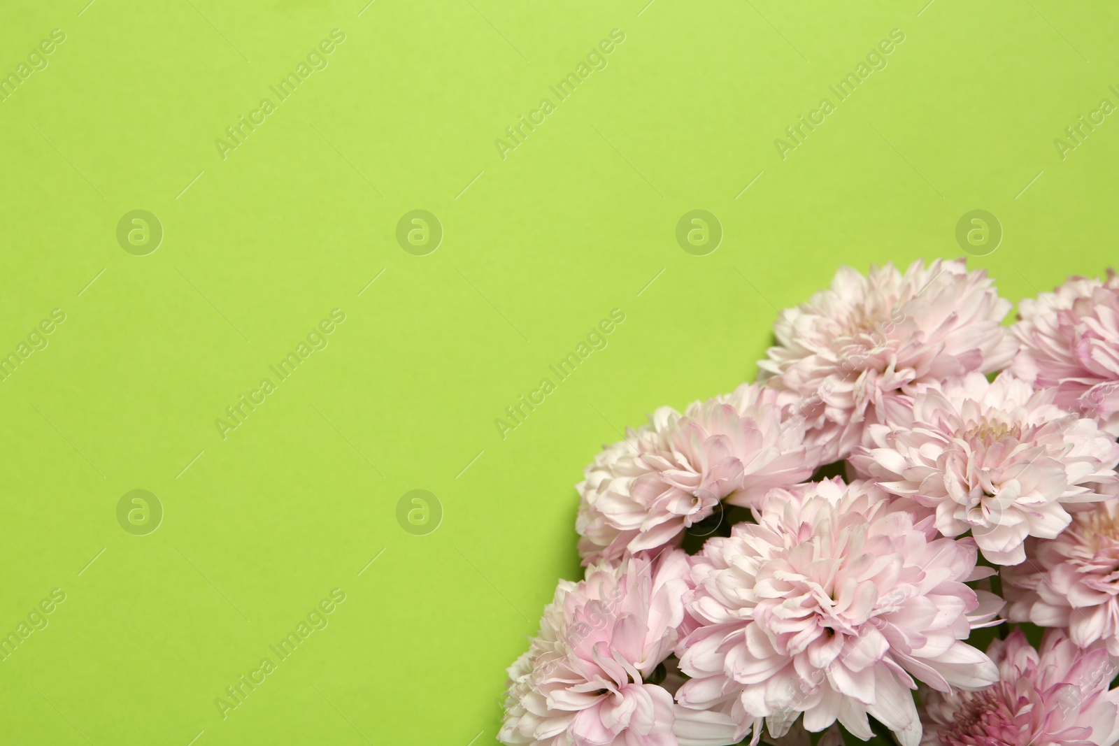 Photo of Beautiful chrysanthemum bouquet on light green background, top view. Space for text
