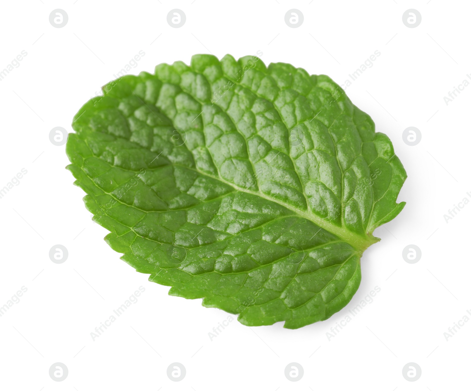 Photo of Fresh green mint leaf isolated on white