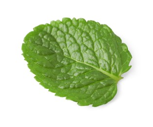 Fresh green mint leaf isolated on white