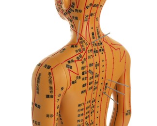 Photo of Acupuncture - alternative medicine. Human model with needles in back isolated on white