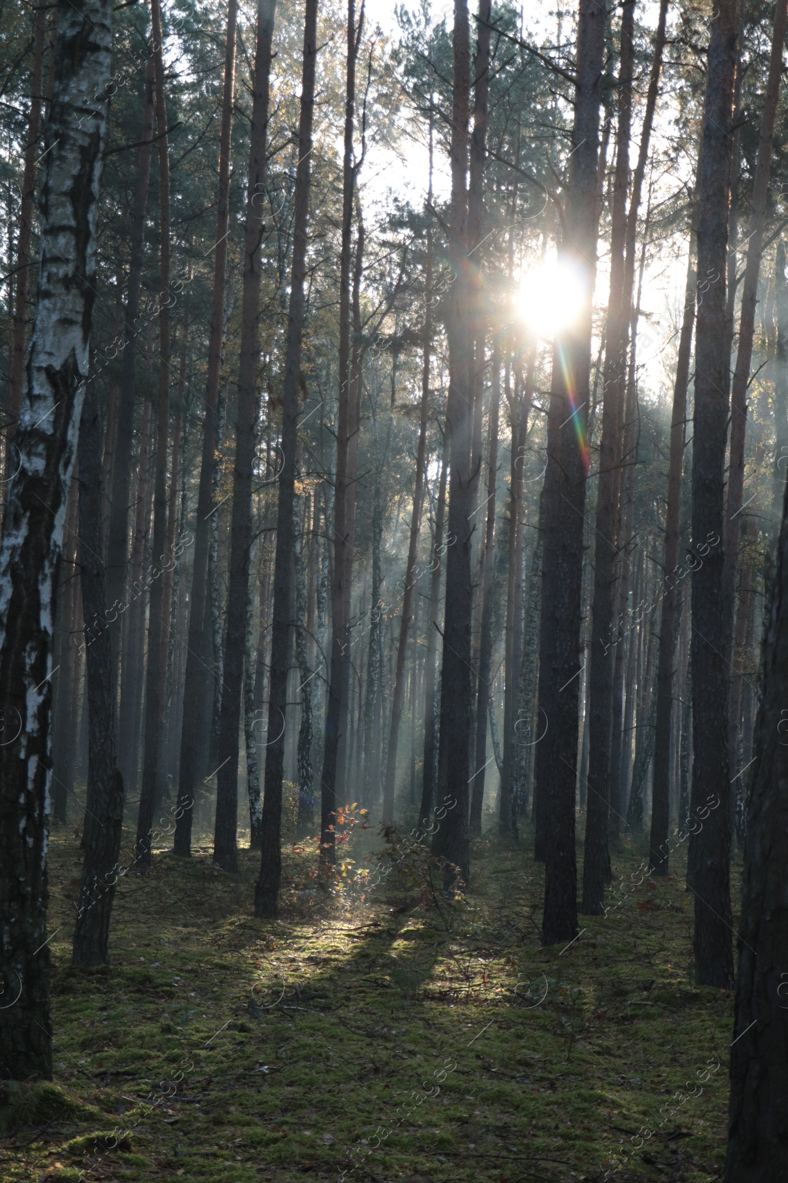 Photo of Majestic view of forest with sunbeams shining through trees in morning