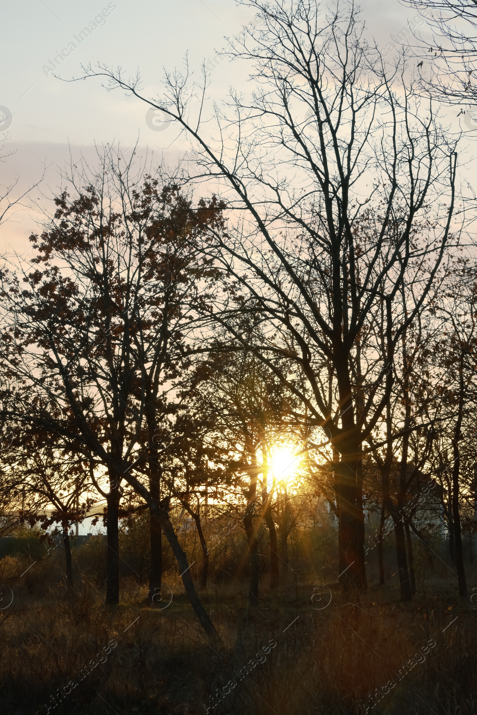 Photo of Beautiful view of autumn park at sunset