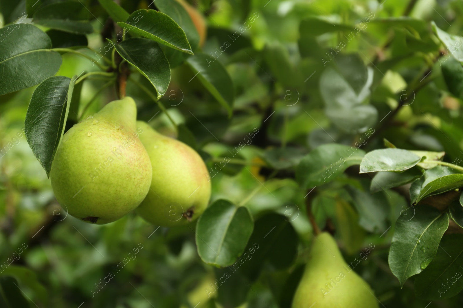 Photo of Ripe pears on tree branch in garden