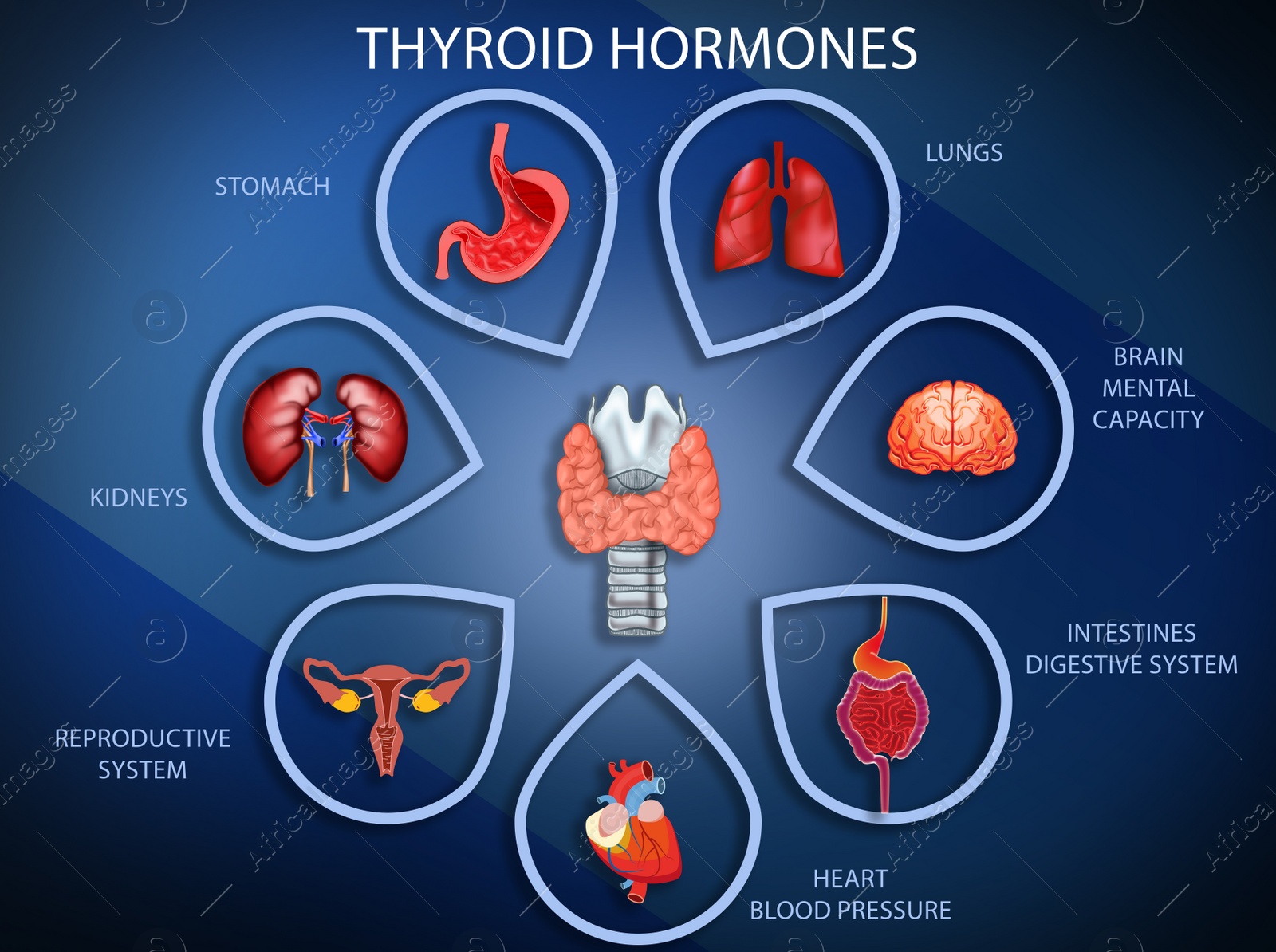 Illustration of  thyroid gland and different icons showing which human organs it affects on blue background. Medical poster