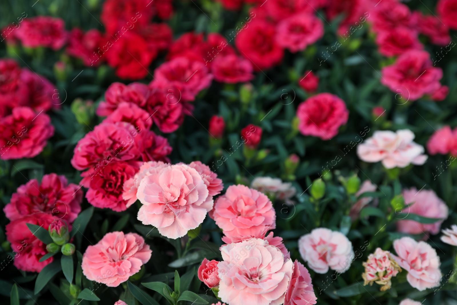 Photo of Many beautiful blooming carnations as background, closeup