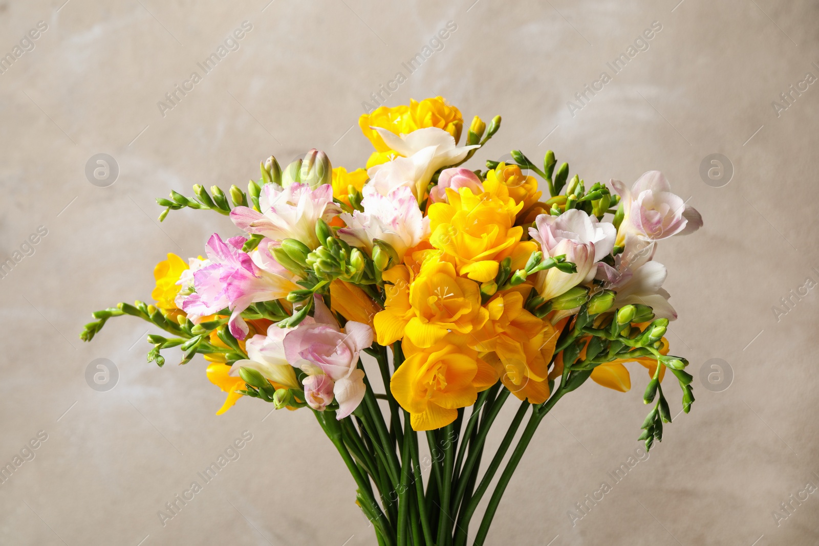 Photo of Beautiful colorful blooming freesias against grey background