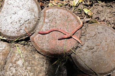 Earthworms in dirt on wet pavement outdoors, top view