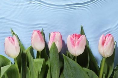 Photo of Beautiful tulips in water on light blue background, top view. Space for text