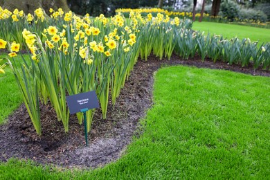 Photo of Beautiful yellow daffodil flowers growing in park