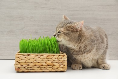 Photo of Cute cat near fresh green grass on white surface