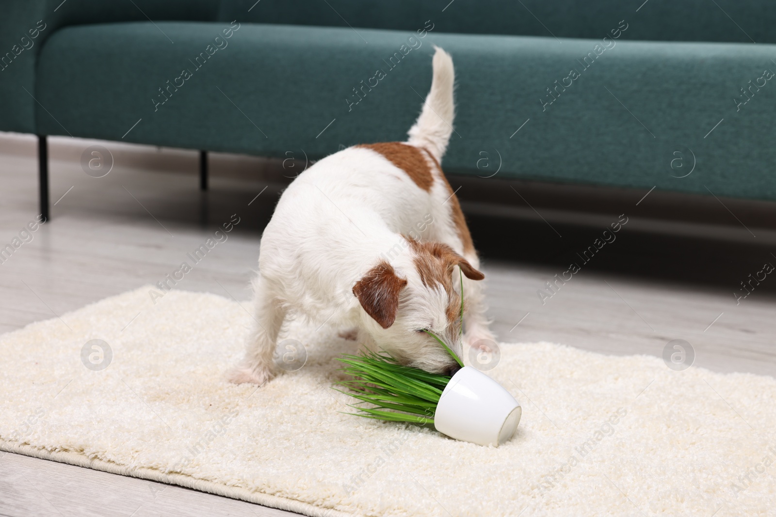 Photo of Cute dog near overturned houseplant on rug indoors