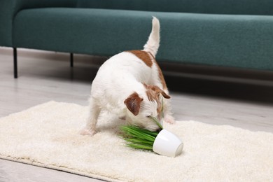 Cute dog near overturned houseplant on rug indoors