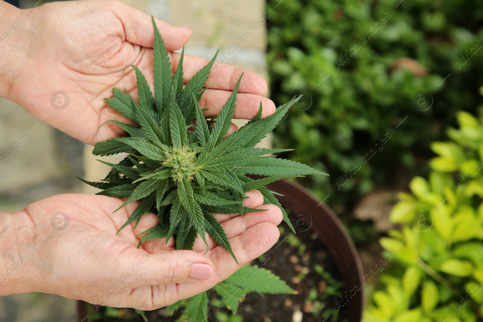 Photo of Woman near green potted hemp outdoors, above view. Space for text