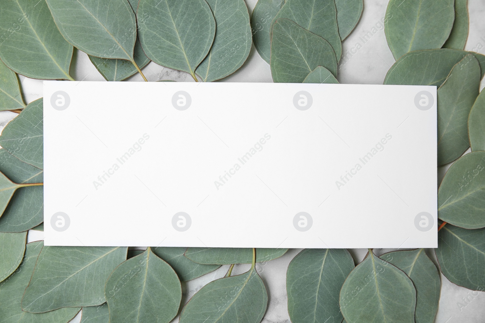 Photo of Fresh eucalyptus leaves and blank card with space for design, top view