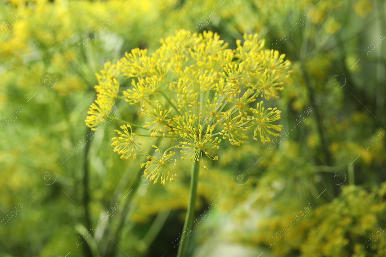 Photo of Fresh green dill flower on blurred background, closeup