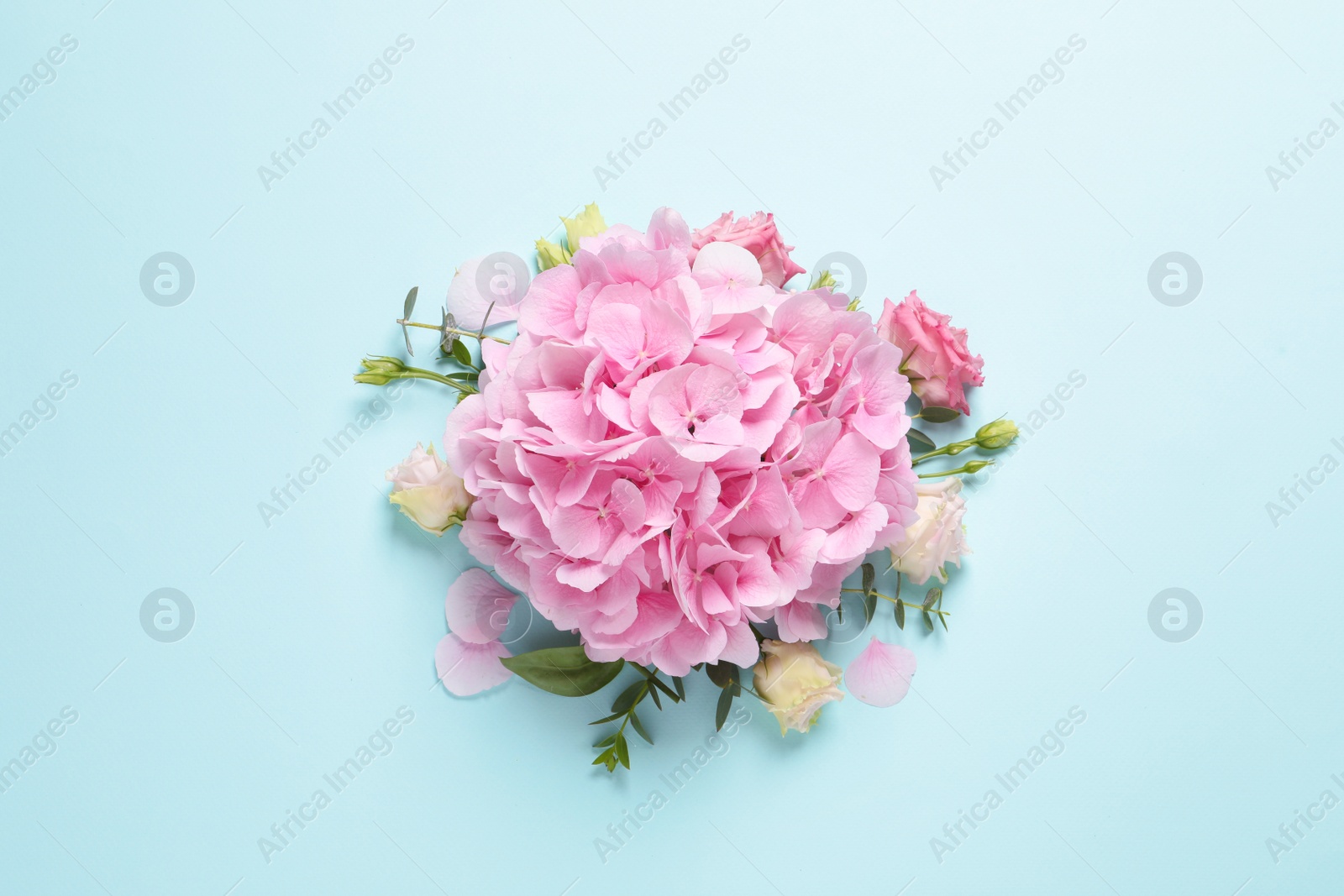 Photo of Beautiful hydrangea flowers on light blue background, flat lay