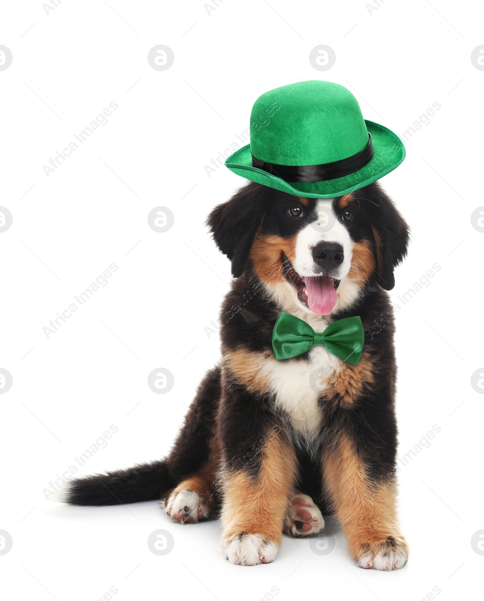 Image of Cute Bernese Mountain dog with leprechaun hat and bow tie on white background. St. Patrick's Day