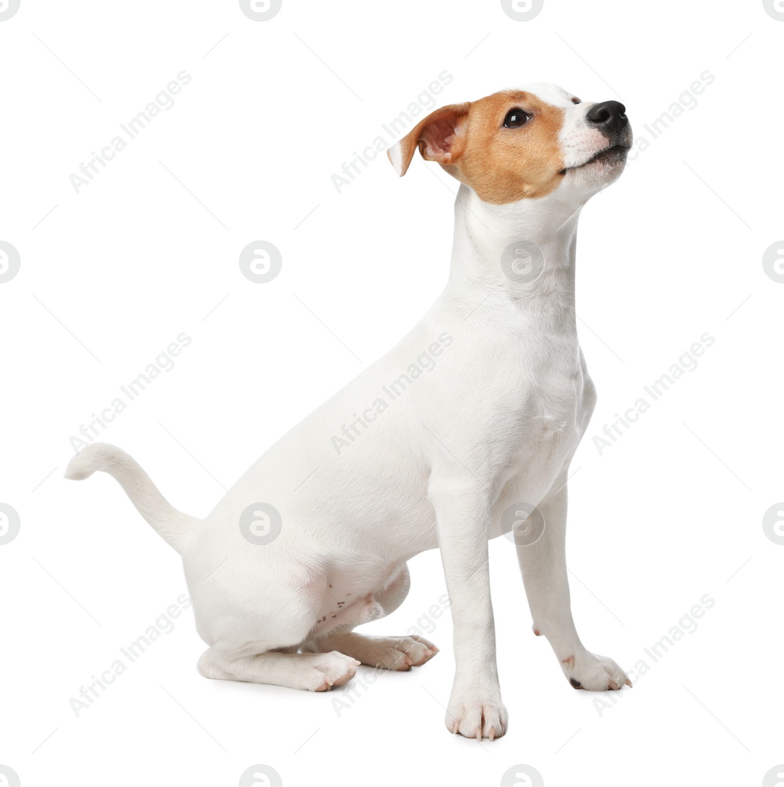 Photo of Cute Jack Russel Terrier on white background. Lovely dog