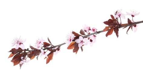 Photo of Spring tree branch with beautiful blossoms isolated on white