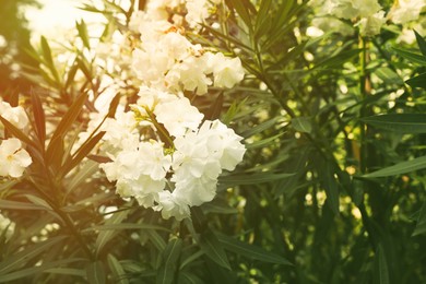 Beautiful oleander bush with white flowers in park, space for text