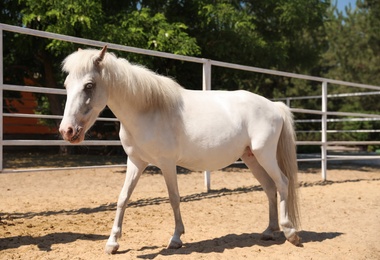Photo of White horse in paddock on sunny day. Beautiful pet