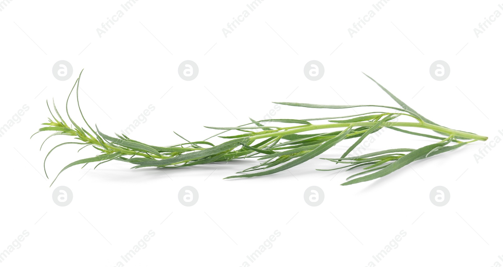 Photo of One sprig of fresh tarragon on white background