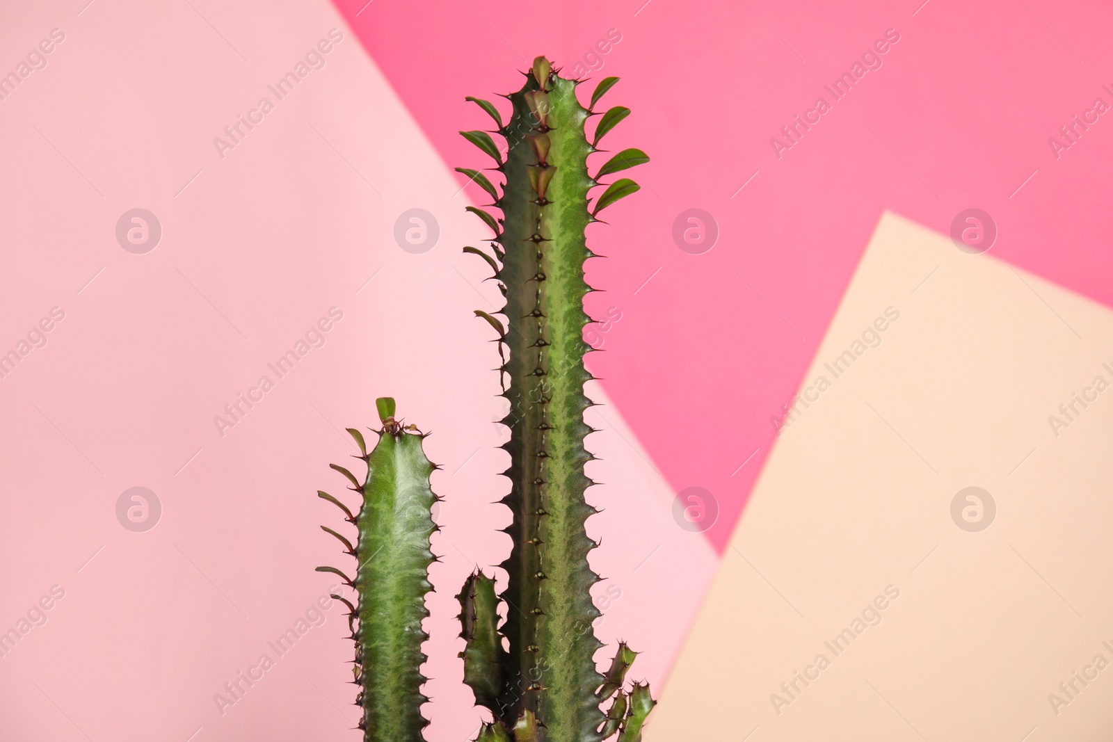 Photo of Beautiful cactus on color background. Tropical plant