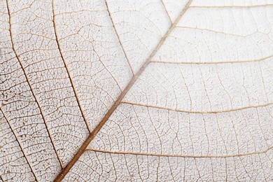 Closeup view of beautiful decorative skeleton leaf