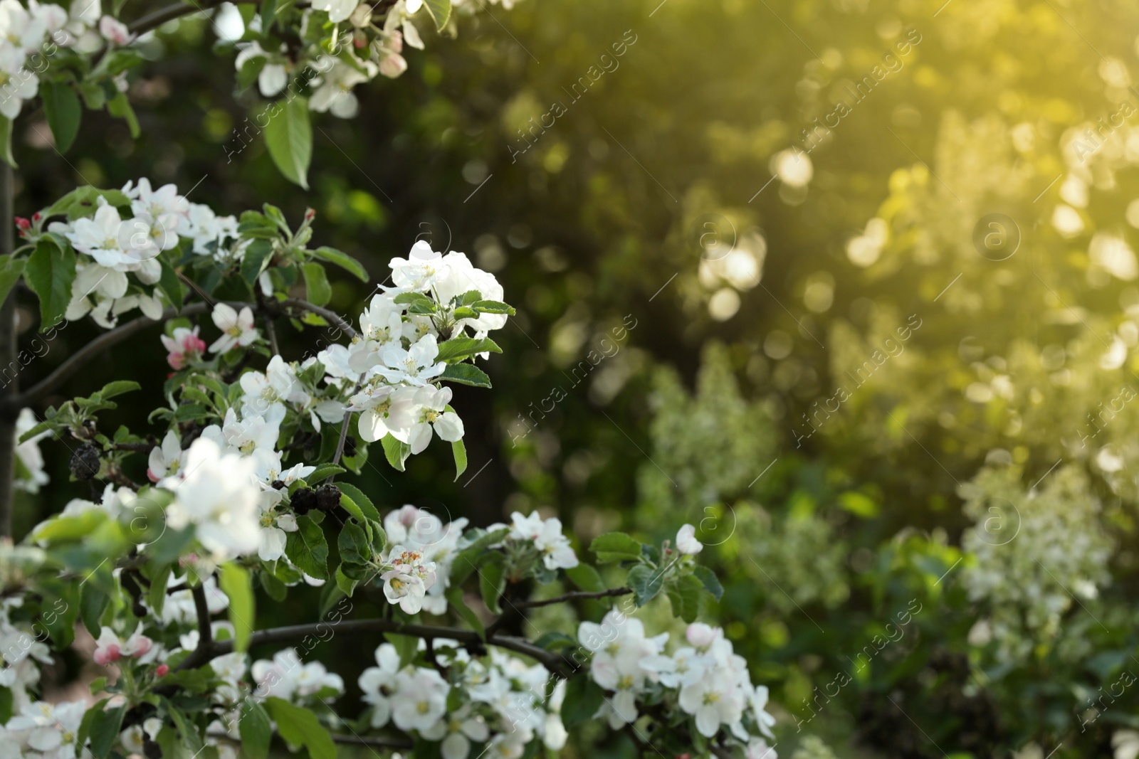 Photo of Beautiful blossoming quince tree outdoors on spring day