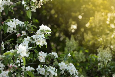 Beautiful blossoming quince tree outdoors on spring day