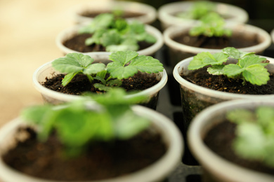 Photo of Many potted strawberry seedlings on table, closeup