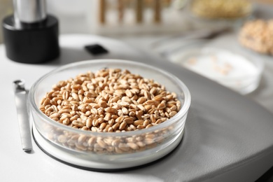 Photo of Petri dish with wheat grains in laboratory, closeup