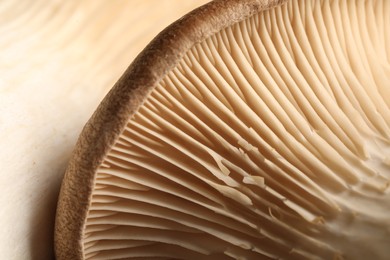 Photo of Macro photo of oyster mushrooms as background