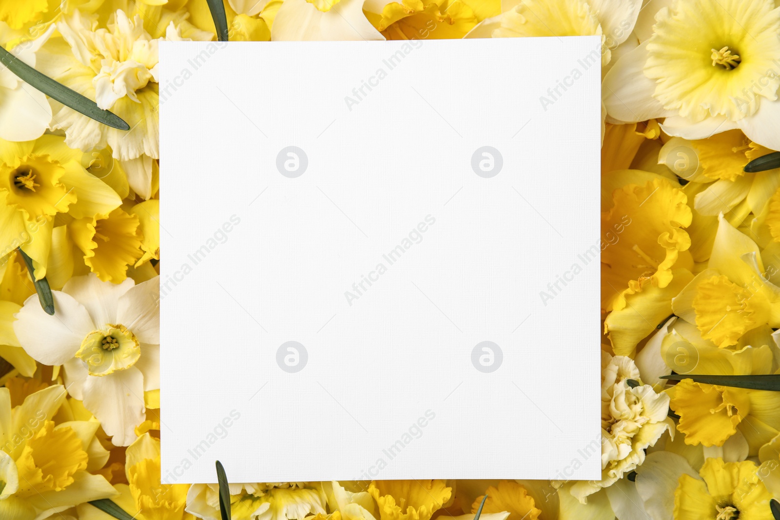 Photo of Card with space for text on beautiful daffodils, top view. Fresh spring flowers