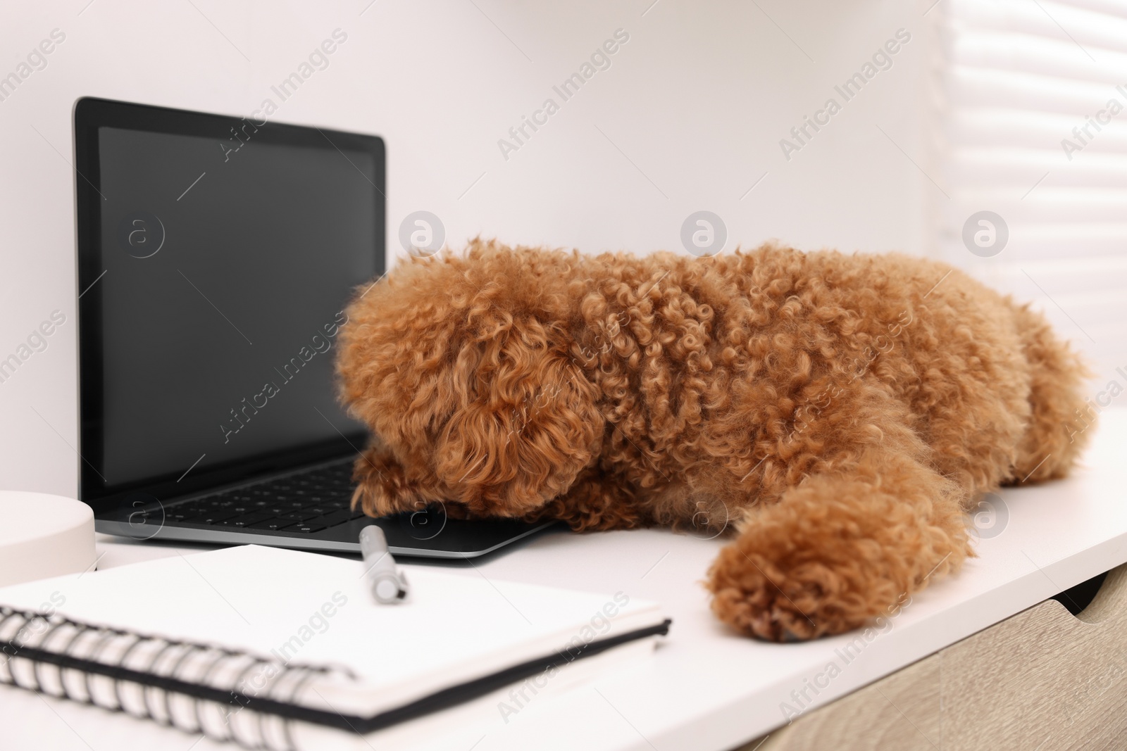 Photo of Cute Maltipoo dog on desk near laptop at home