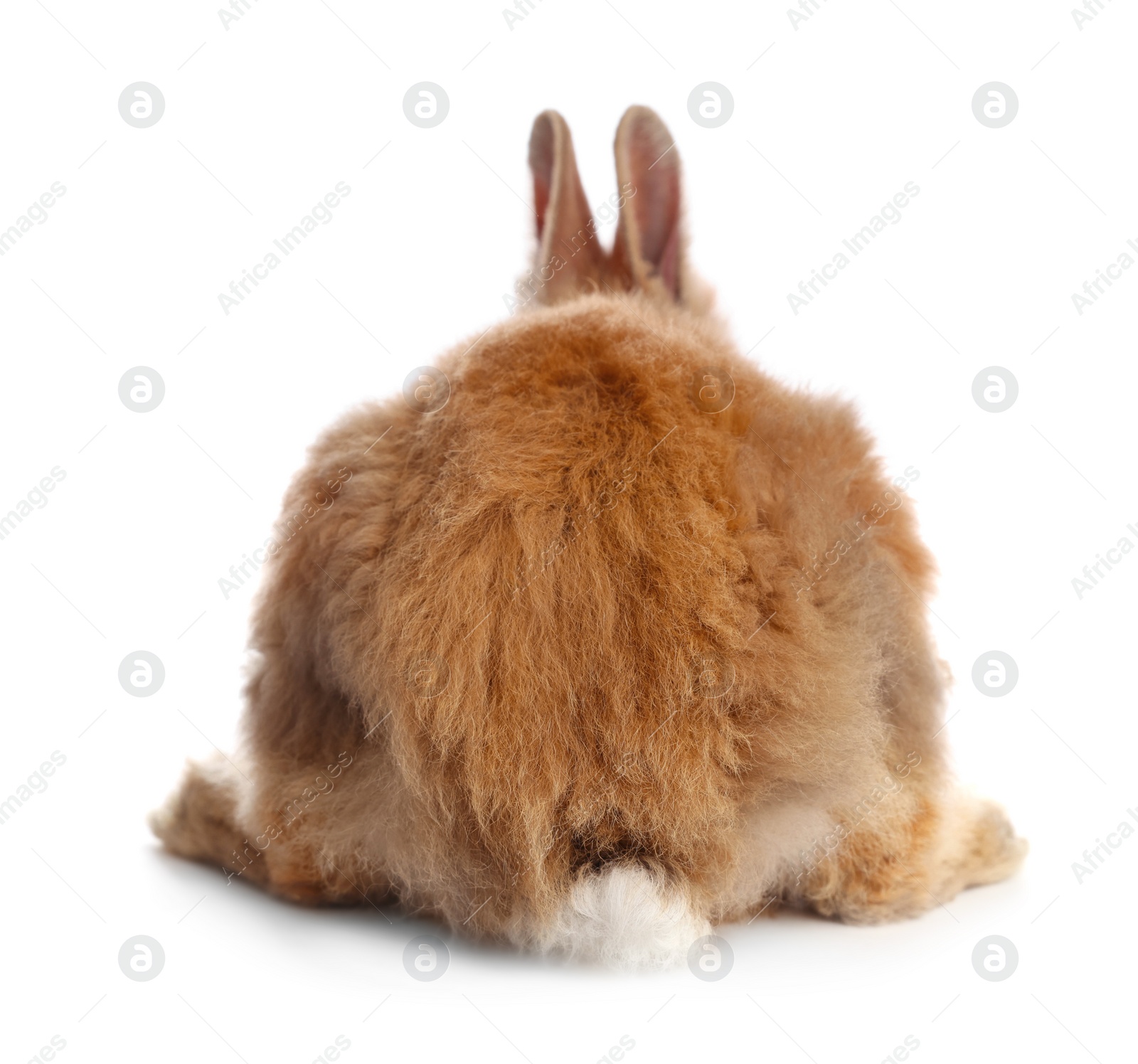 Photo of Cute fluffy pet rabbit isolated on white, back view